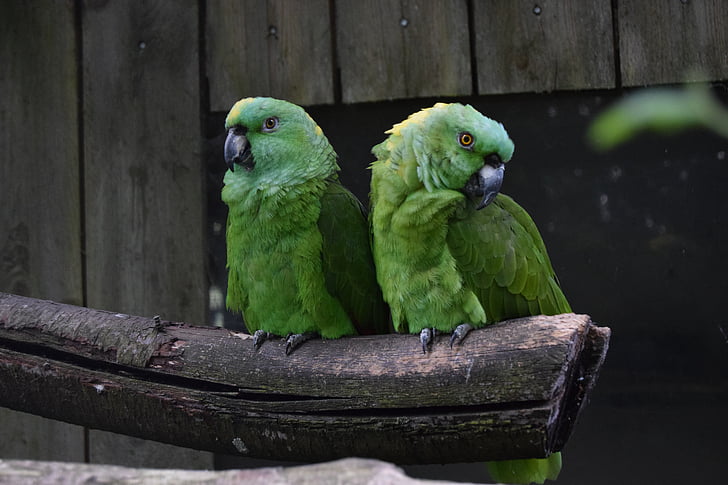 Amazonky, papagáj, vták, Zelená, milý, vtáky, zviera