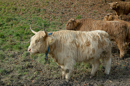 kalnājs liellopu, govs, liellopu gaļa, pinkaino, ragi, Skotijas hochlandrind