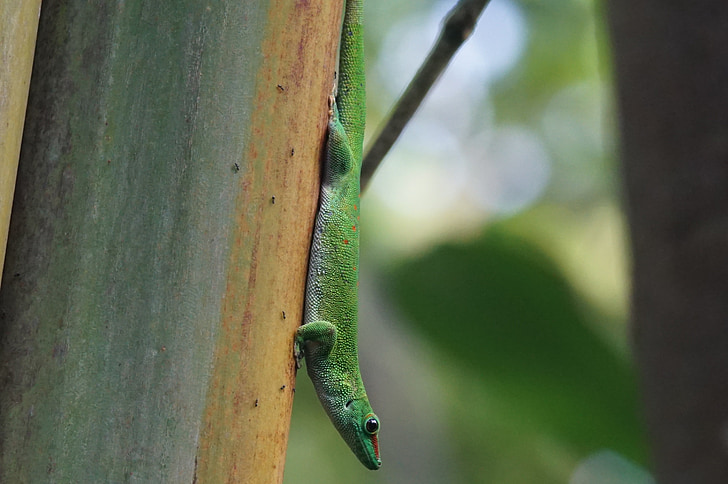 lizard, scale, madagascar day gecko, green