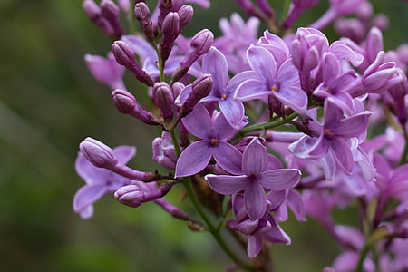 Hoa, Lilac, mùa xuân, Sân vườn, Thiên nhiên, màu tím, thực vật