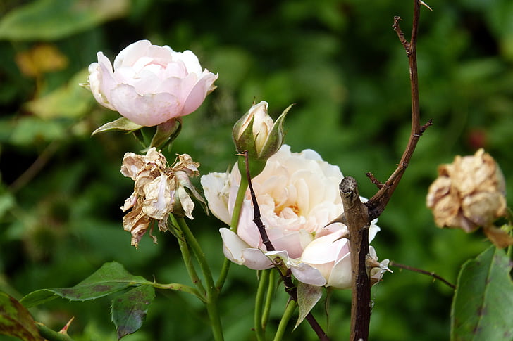 rose, flowering stages, dead wood, bloom, flourished from