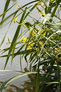 βλάστηση, naticina, πράσινο, Ποταμός, φύλλωμα, λουλούδια, Κίτρινο