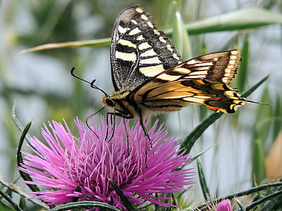 mariposa, cola de golondrina, Ali, insectos, naturaleza, mariposa - insecto, animal