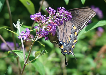 sort swallowtail butterfly, butterfly bush, sommerfugl, insekt, dyr, blomst, Blossom