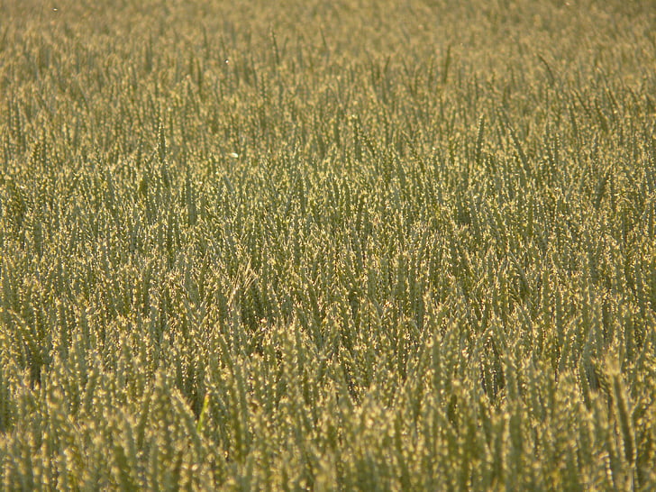 pšenica, polje pšenice, pšenica šiljak, šiljak, žitarice, zrno, obradivo