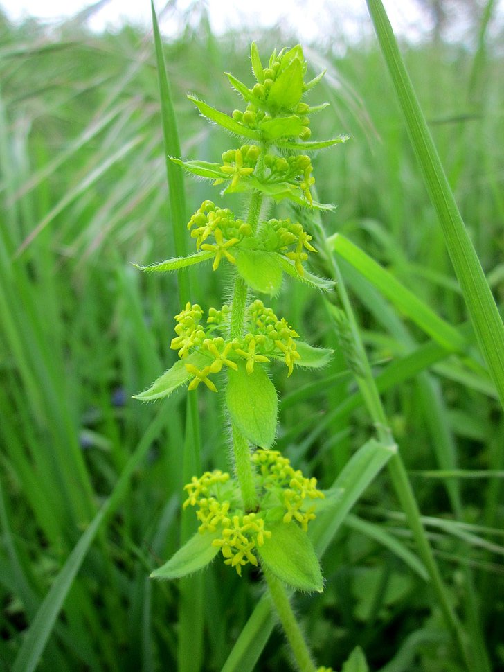cruciata laevipes, crosswort, vienmērīgu bedstraw, Luc na croise, Wildflower, Flora, botānika