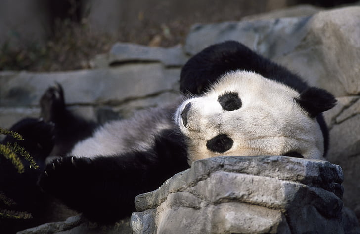 панда, мечка, Зоологическа градина, Сладък, дива природа, Китай, Азия