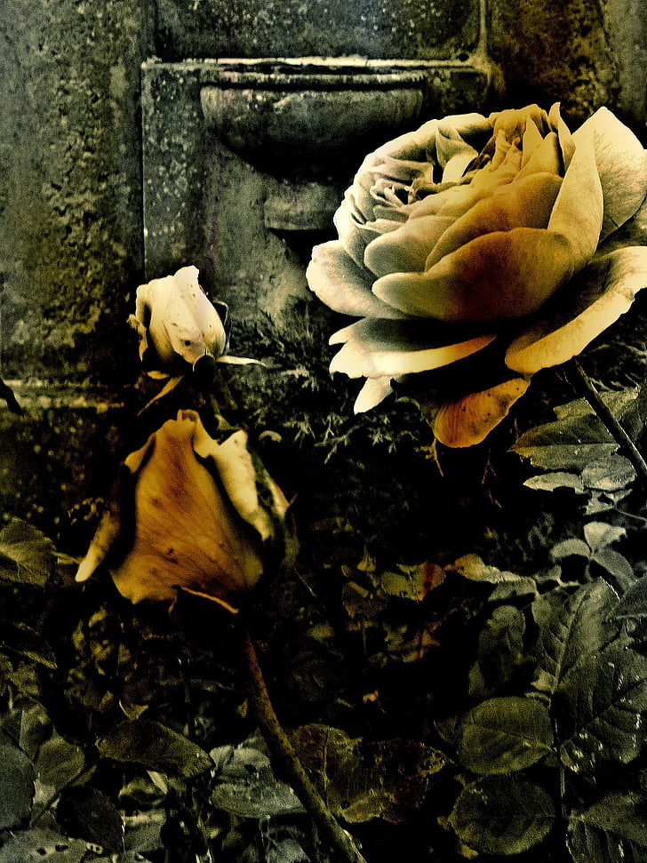 rose, flower, cemetery, grave, stone, nature, plant