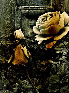 τριαντάφυλλο, λουλούδι, νεκροταφείο, τάφος, πέτρα, φύση, φυτό