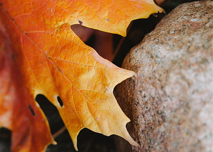 maple leaf, brun, efterår, ahorn, blad, falder, natur