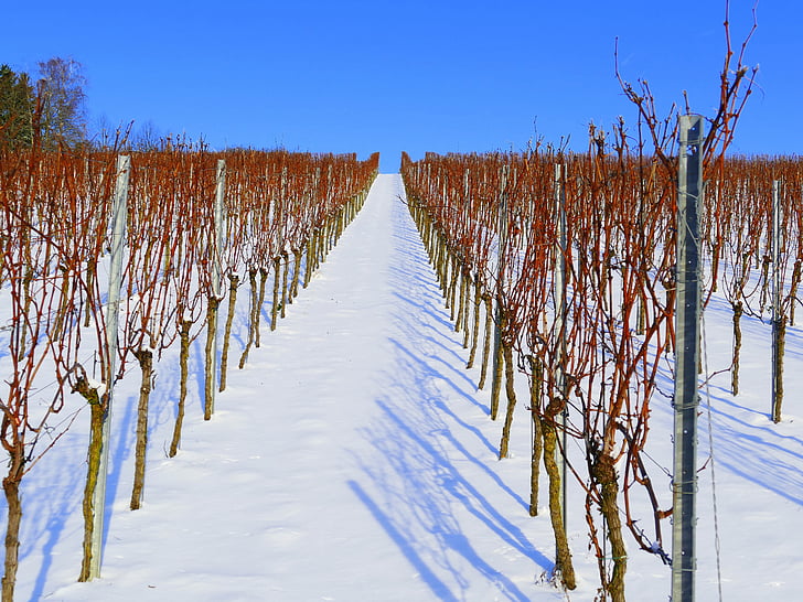 vineyard, winter, snow, wintry, white, landscape, snowy
