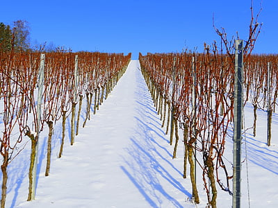 vinice, zimné, sneh, mrazivé, biela, Príroda, zasnežené