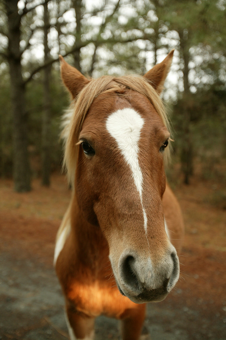 wildes pony, in der Nähe, Kopf, Porträt, Pony, Chincoteague Insel, Virginia