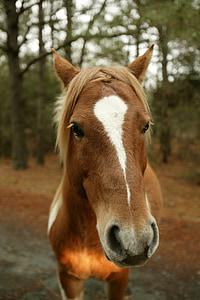 sălbatice ponei, închide, cap, portret, ponei, Chincoteague island, Virginia