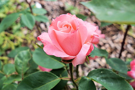 τριαντάφυλλο, λουλούδι, άνθος, άνθιση, Κήπος, φύση, ροζ