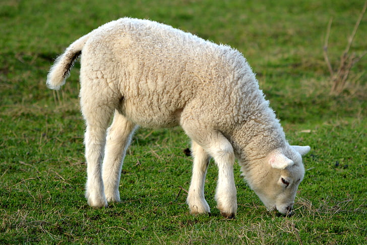 lam, forår, natur, dyr, får, uld, Farm