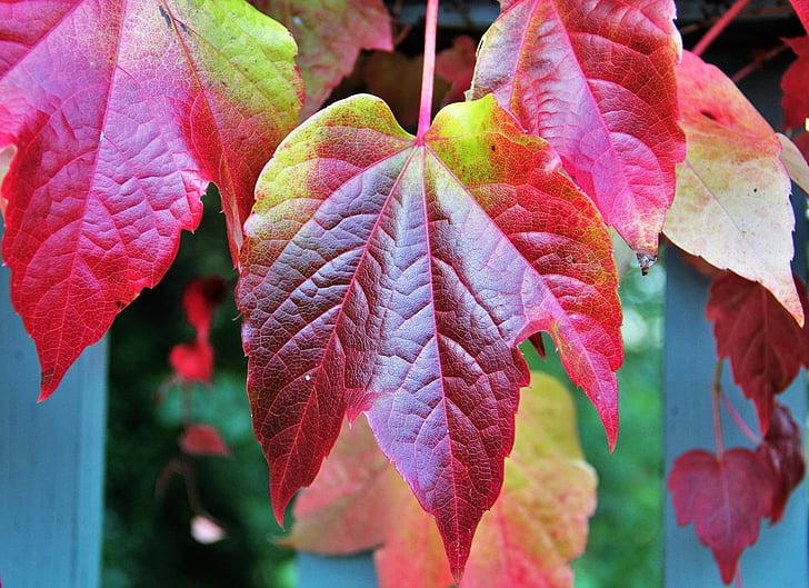 fogli di caduta, colori d'autunno, colori d'autunno, foglie colorate, colore di caduta, autunno, fogliame di caduta