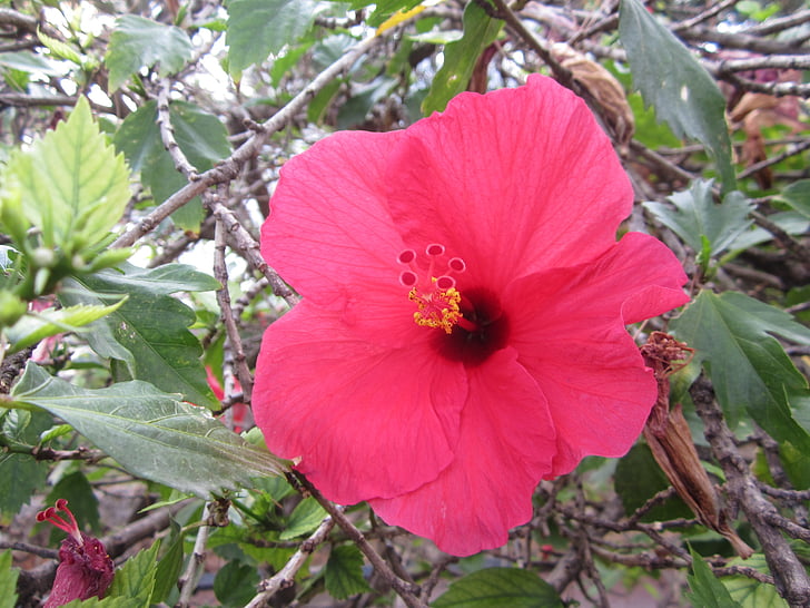 Hoa, màu hồng, Thiên nhiên, mùa hè cây, thực vật, Sân vườn, Hibiscus