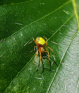 αράχνη, Orb Υφαντής, Web, μετάξι, αραχνοειδές έντομο, πλάσμα, φύλλο