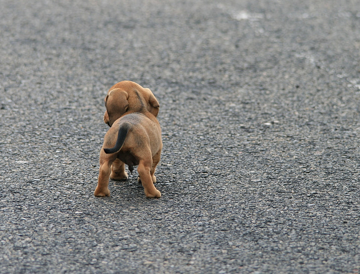 dog, puppy, sausage, brown, small, cute, animal