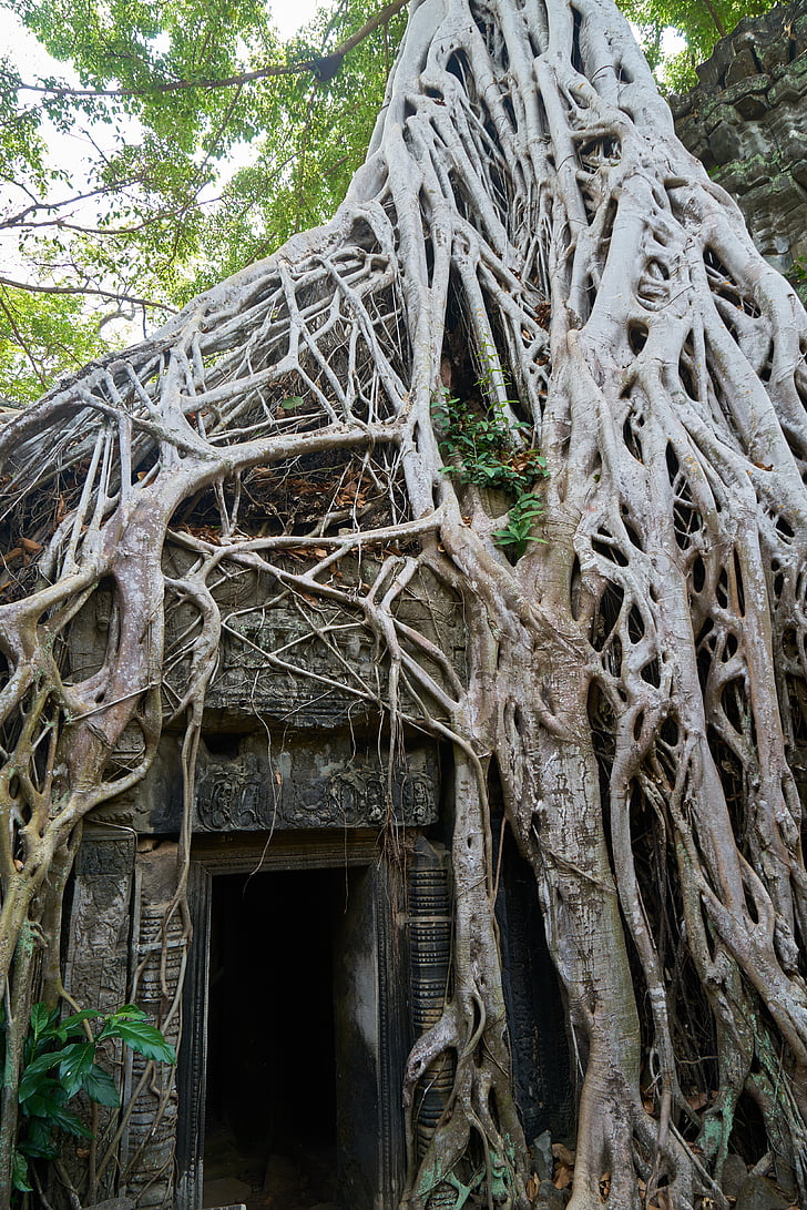 δέντρο, φύση, φυτό, μεγάλο, παλιά, Καμπότζη, Άνγκορ Βατ