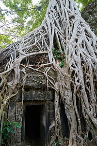 drzewo, Natura, roślina, duże, stary, Kambodża, Angkor wat