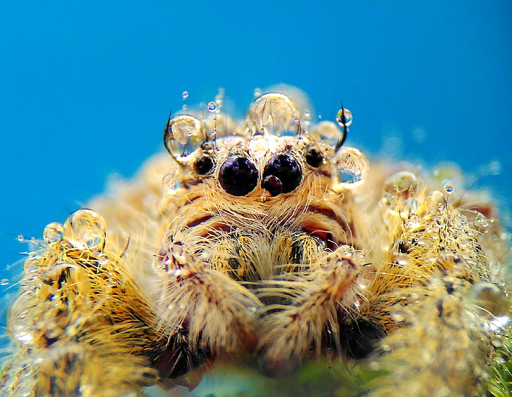 laba-laba, Macro, alam, liar, satu binatang, bawah air, hewan satwa liar