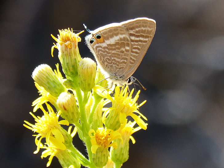 Motyl, teenindusega boeticus, kwiat, Líbar, blaveta dels guisantes