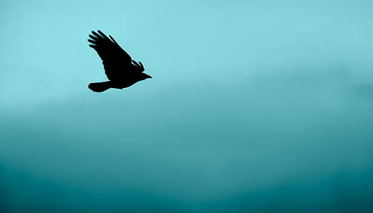 fotografia, pássaro, se espalhando, asas, animal, voando, azul