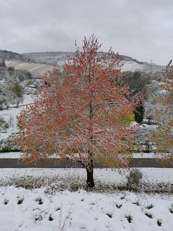 Inverno, explosão de inverno, Maple, árvore, vermelho, folhas, neve