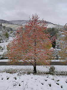 zimné, zimu výbuch, javor, strom, červená, listy, sneh