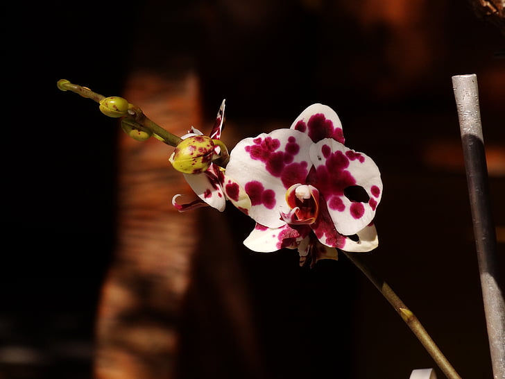квітка, сад, фіолетовий орхідея