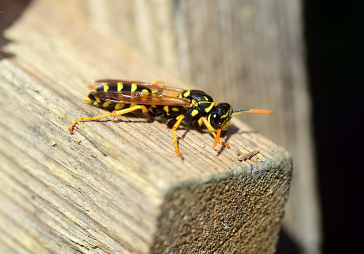 wasp, insect, close, nature, animal, wood, german wasp