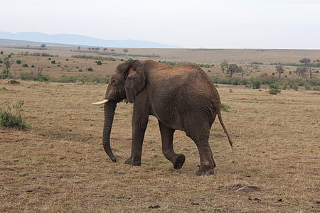 massai mara, elefant, Kenya