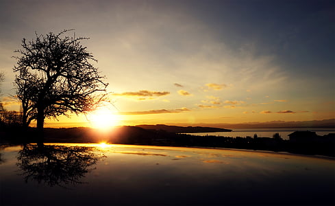 sunrise, tree, black, silhouette, reflection, yellow, blue
