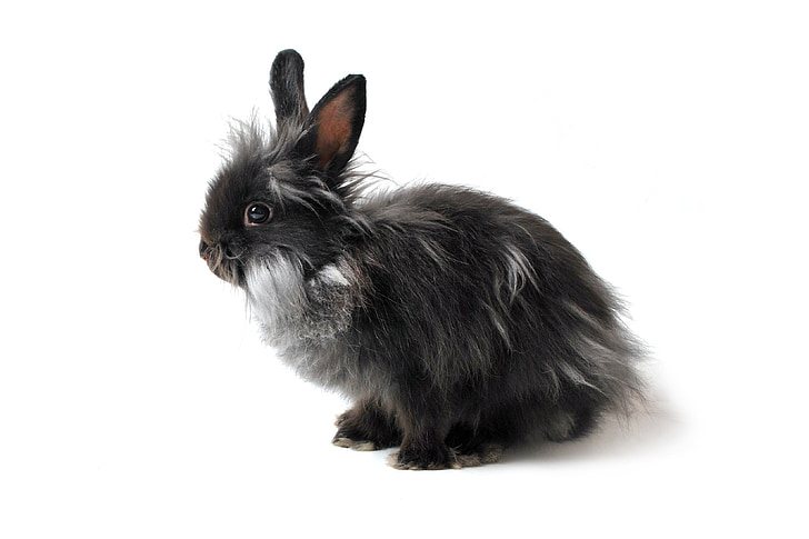 hare, rabbit, black, grey, stand-alone, ears, fur