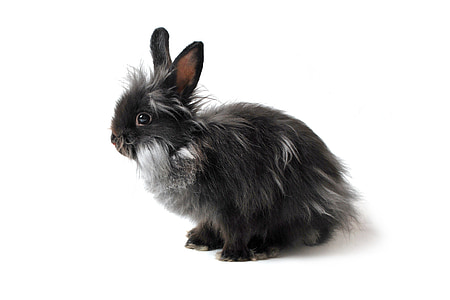 tavşan, tavşan, siyah, gri, tek başına, kulaklar, kürk