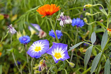 Медоу Флауэр, заостренными цветок, Луг, Дикий цветок, красочные, Природа, цветок