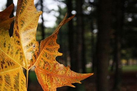 Leaf, hösten, torkade blad, grundområden, träd, skogen, naturen