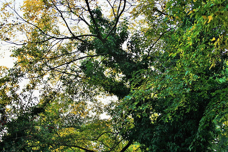 creeper, climber, green, trunk, trees, tops, branches