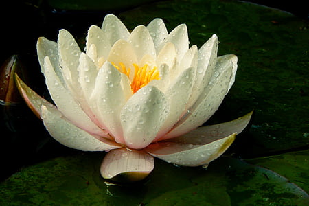nuphar lutea, vodene biljke, cvijet, cvatu, cvijet, priroda, ribnjak
