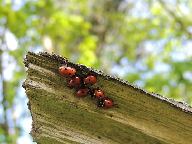 ladybirds, 매크로, 가족, 딱정벌레, 무당벌레, 자연, 곤충