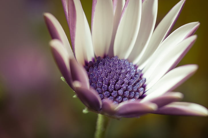 macro, Osteospermum ecklonis, cesta de cabo, Margarita de Bornholm, flor de color blanco, azul, violeta