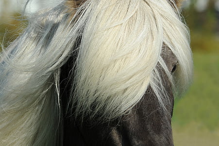 kuda, Islandia kuda, Islandia, surai, Islandia kuda, kuda-kuda kecil, keturunan asli