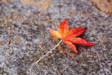 bella, foglio di autunno, colorato, foglia di acero, autunno, Kyoto, Giappone