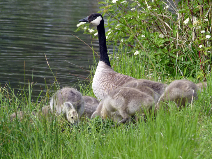 canada goose, chicks, young geese, nature, wildlife, gosling, baby