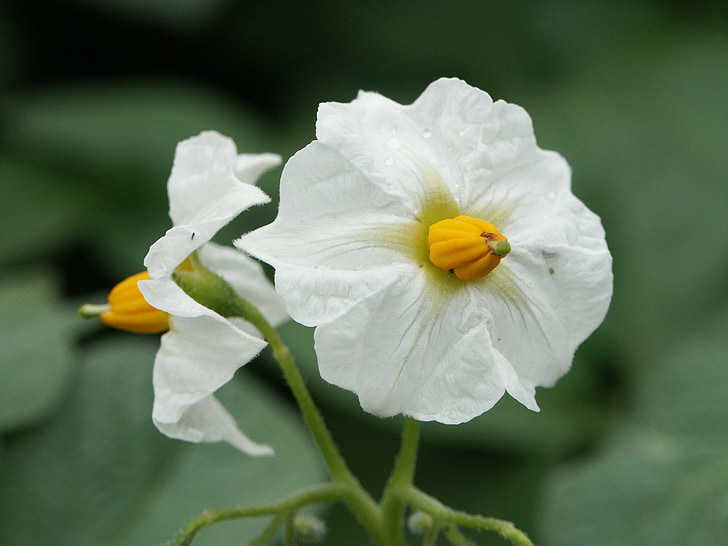 potato blossom, white, green, yellow, nature, flower, plant
