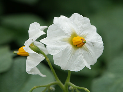 flor de patata, Blanco, verde, amarillo, naturaleza, flor, planta