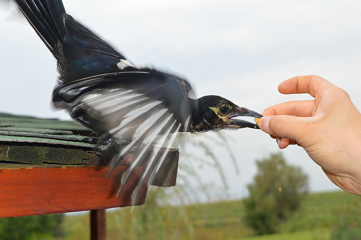 bird, animal, nature