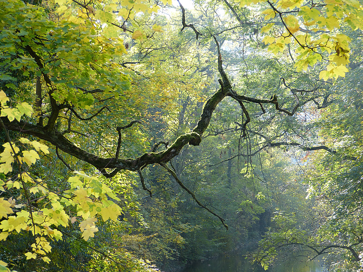 cabang, pohon, bengkok, bemoost, monggol, musim gugur, alam